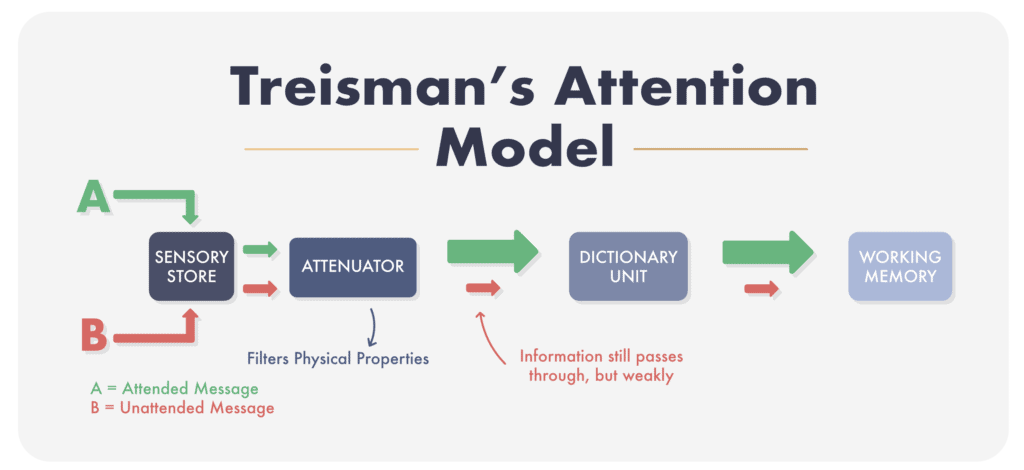 Treismans Attenuation Model of Attention